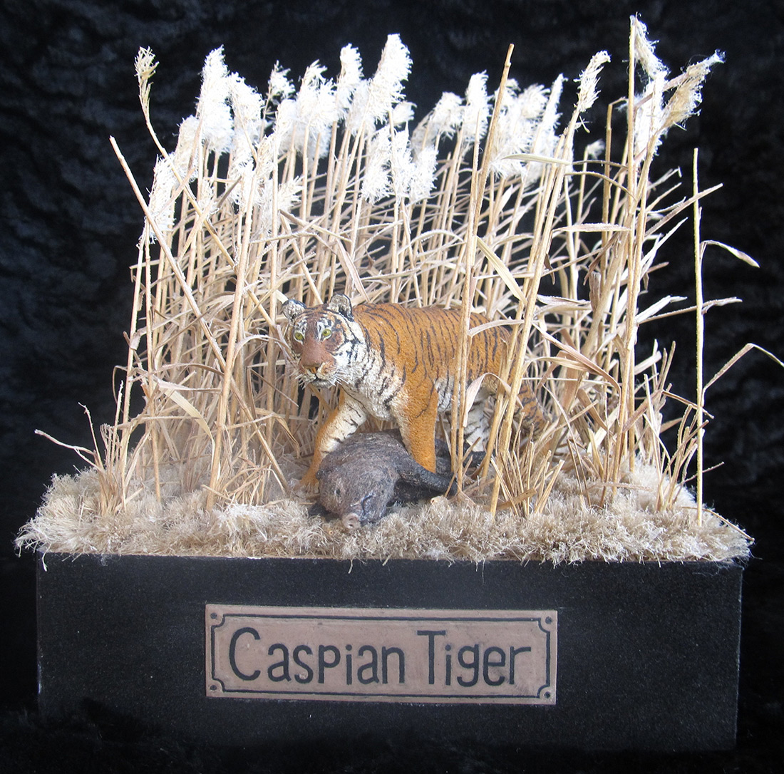 Dioramas and Vignettes: Caspian Tiger, photo #1