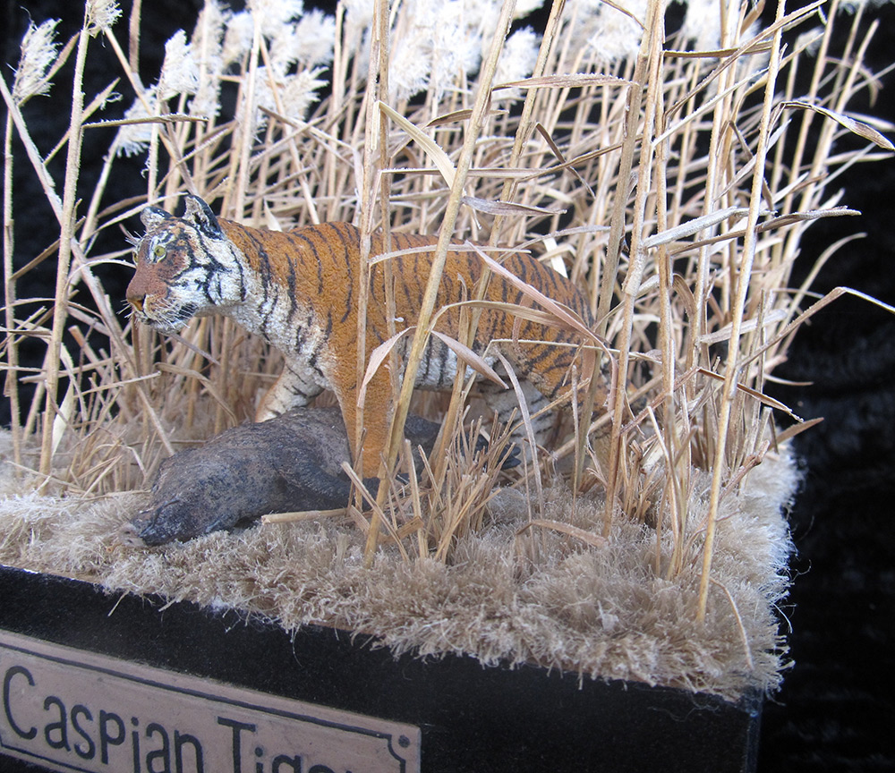 Dioramas and Vignettes: Caspian Tiger, photo #8