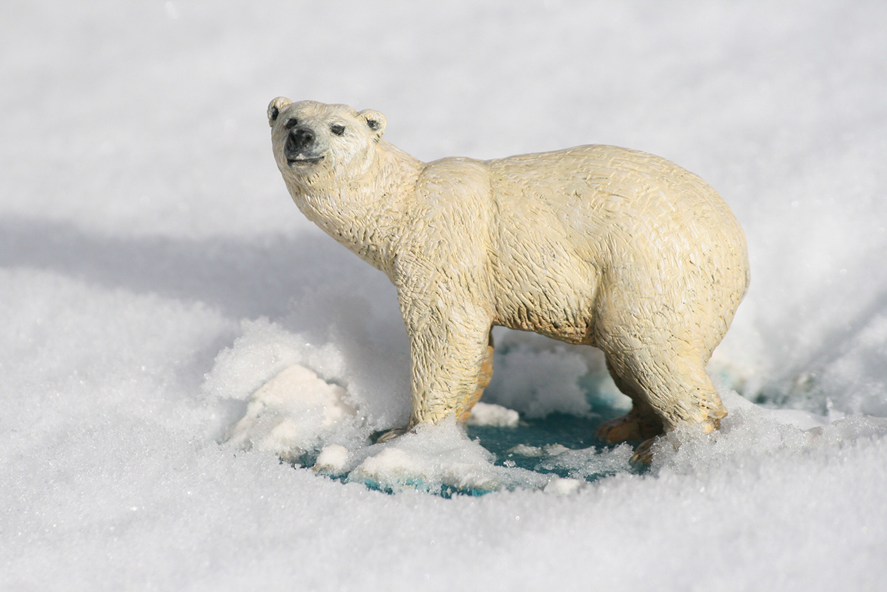 Dioramas and Vignettes: Polar bear, photo #2