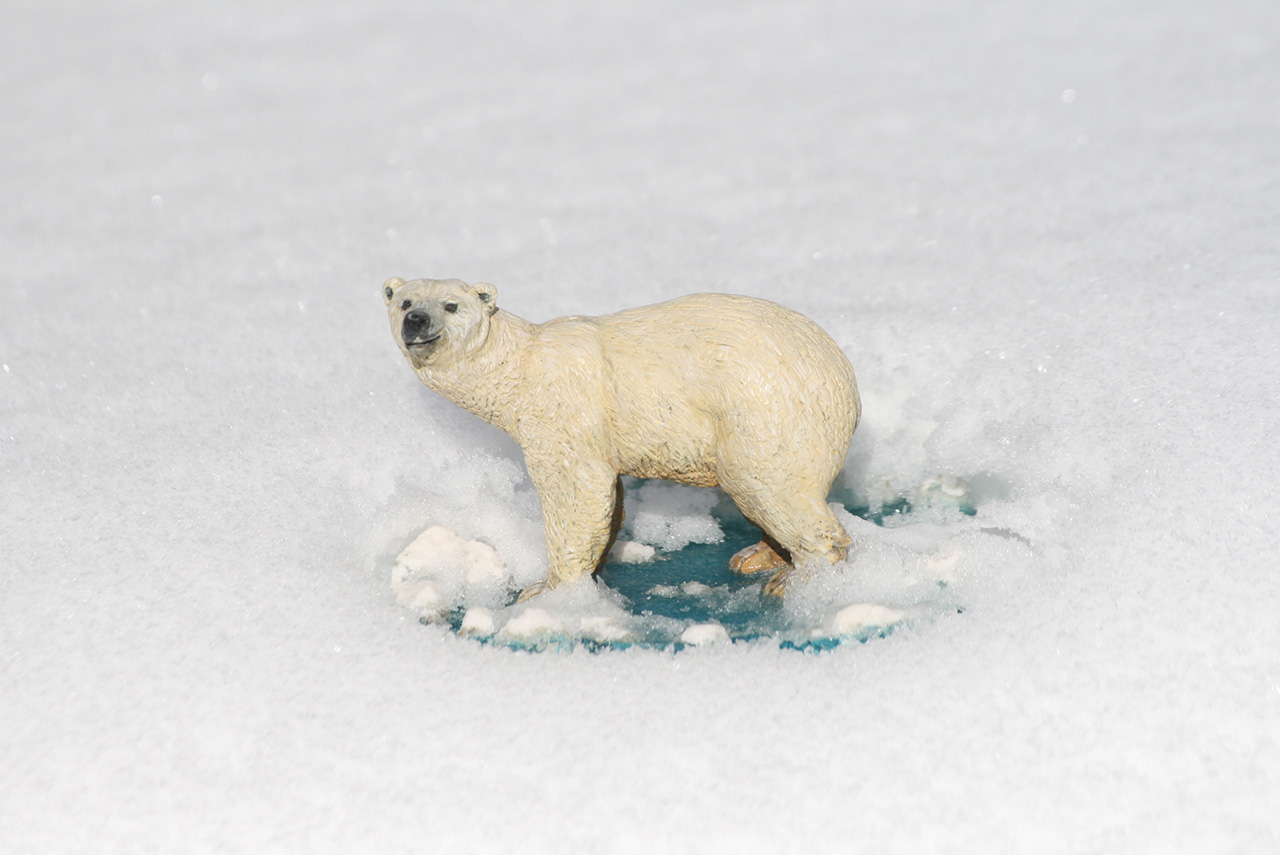 Dioramas and Vignettes: Polar bear, photo #8