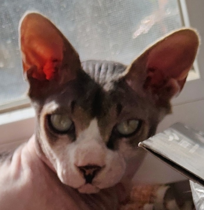 Разное: Некромант, фото #6