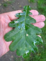 oak-leaf.jpg