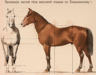 horse_01.jpg