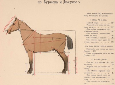 horse_02.jpg