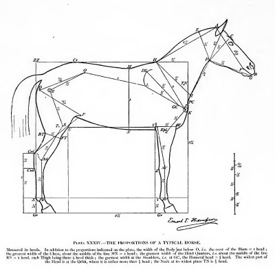 horse_03.jpg