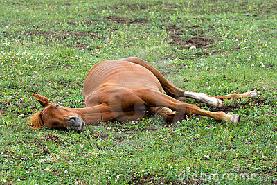 sleeping-red-horse-12862700.jpg